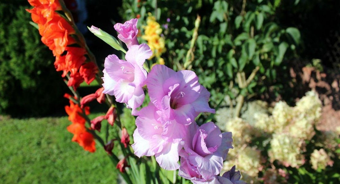 August - Gladiolus